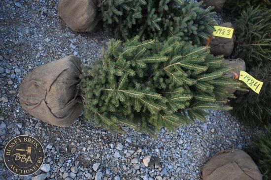 White Spruce 3ft
