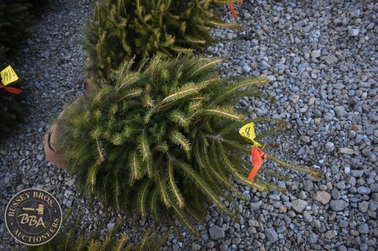 Norway Spruce 3ft.