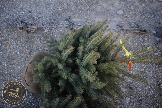 Colorado Blue Spruce 3ft.