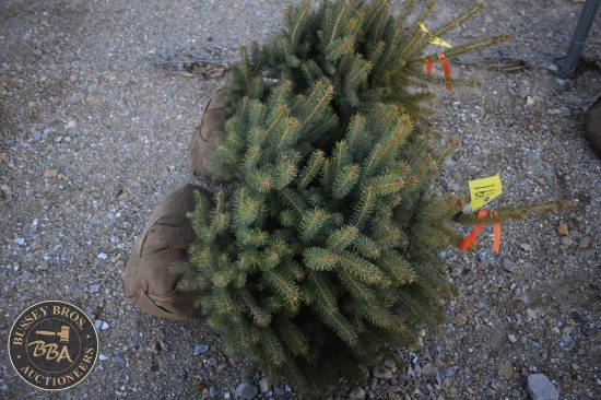 Colorado Blue Spruce 3ft.
