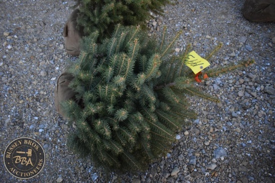Colorado Blue Spruce 3ft.