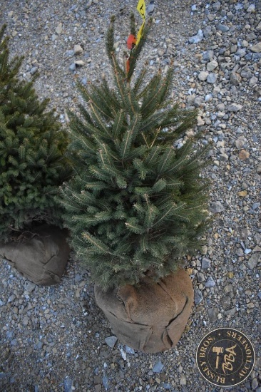 Black Hill Spruce 3ft.