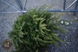 Norway Spruce4ft.