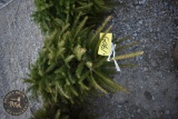 Norway Spruce4ft.