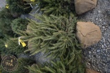 Norway Spruce4ft.