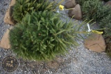 Norway Spruce4ft.