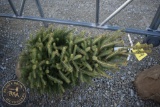 Black Hill Spruce 4ft.