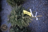 Black Hill Spruce 4ft.