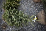 Black Hill Spruce 4ft.