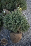 Black Hill Spruce 4ft.