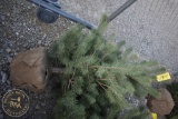 Scotch Pine 5ft.