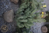 Scotch Pine 5ft.