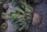 Scotch Pine 5ft.