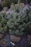 Scotch Pine 5ft.