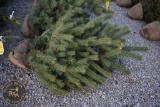 Scotch Pine 5ft.