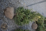 Norway Spruce 5ft.