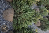 Norway Spruce 5ft.
