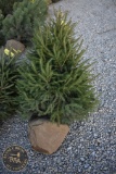 Norway Spruce 5ft.