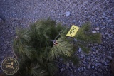 Scotch Pine 4ft.