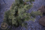 Scotch Pine 4ft.