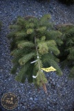 Scotch Pine 4ft.
