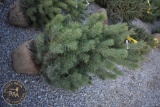 Scotch Pine 4ft.