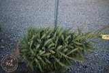 White Spruce 5ft.