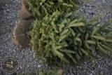 White Spruce 5ft.