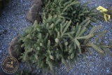 White Spruce 5ft.