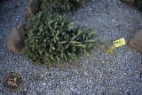 White Spruce 5ft.
