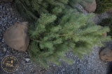 Scotch Pine 6ft.