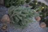 Scotch Pine 6ft.
