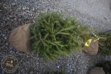 Norway Spruce 4ft.