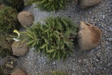 Norway Spruce 4ft.