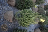 Norway Spruce 4ft.