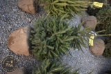 Norway Spruce 4ft.
