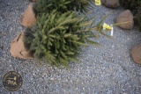 Norway Spruce 4ft.