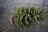 Black Hill Spruce 4ft.