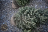 Black Hill Spruce 4ft.