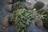 Black Hill Spruce 4ft.