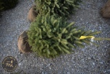 Black Hill Spruce 4ft.