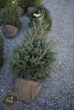 Black Hill Spruce 4ft.