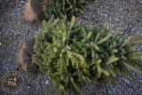 White Spruce 4ft.