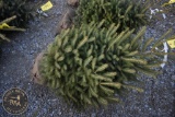 White Spruce 4ft.