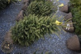 White Spruce 4ft.