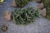 White Spruce 4ft.