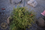 Arbroviate 3ft.