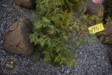 Arbroviate 3ft.