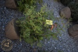 Arbroviate 3ft.