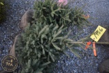 Black Hill Spruce 3ft.